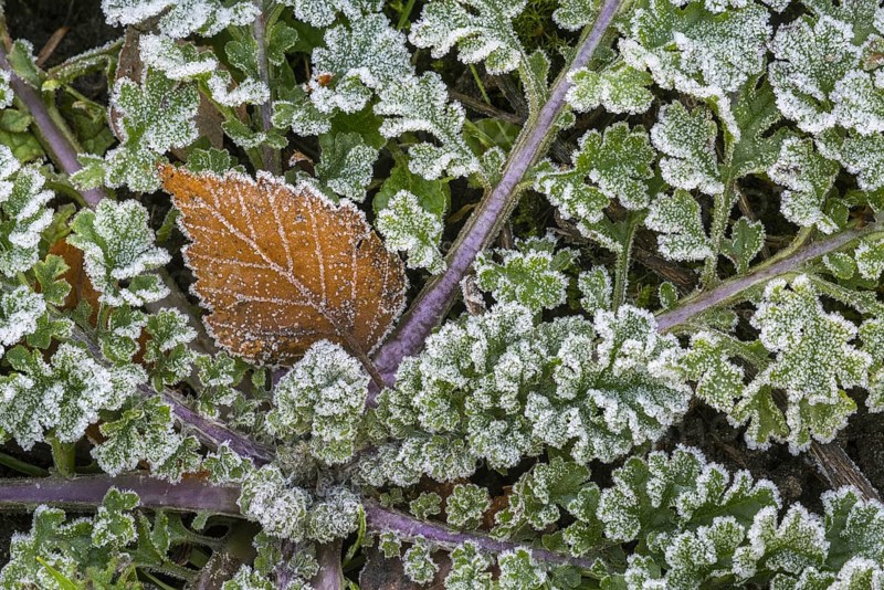 Fallen silver birch (Betula pendula) leaf on the forest floor among green leaves covered in hoar frost, hoarfrost in autumn, fall