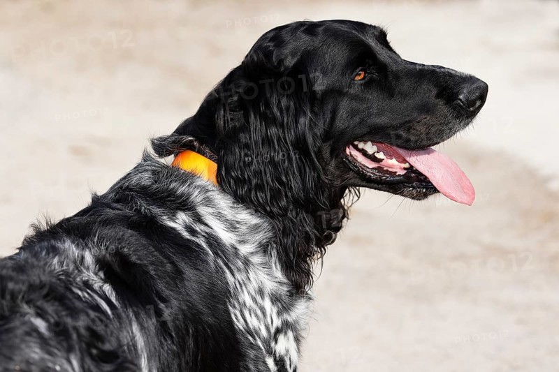 Large Münsterlander, dog (Canis lupus familiaris), hunting dog, pointing dog, dog breed, Germany, Europe