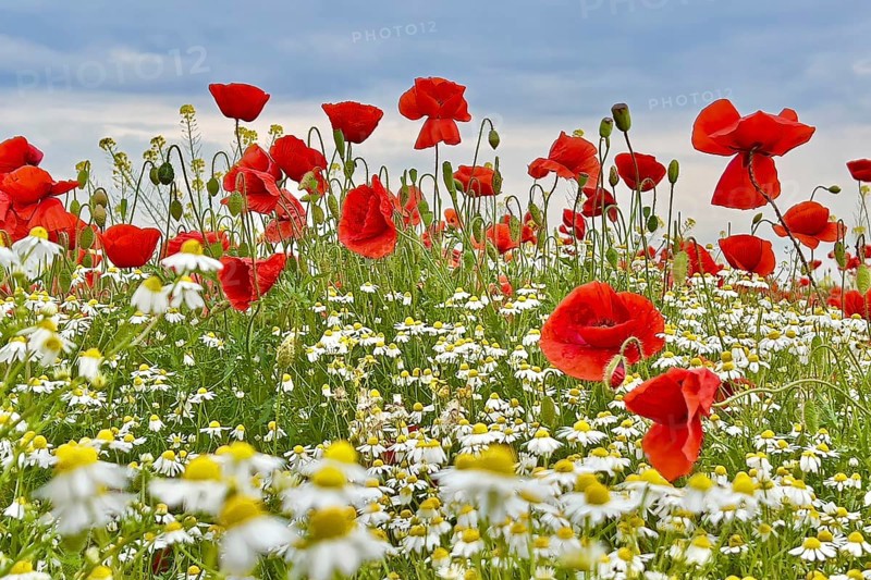 Poppy (Papaver) wild chamomile (Matricaria chamomilla) Flowering strip, sunrise, summer meadow, poppy, bee pasture, backlight, grazing light, Saxony-Anhalt, Germany, Europe
