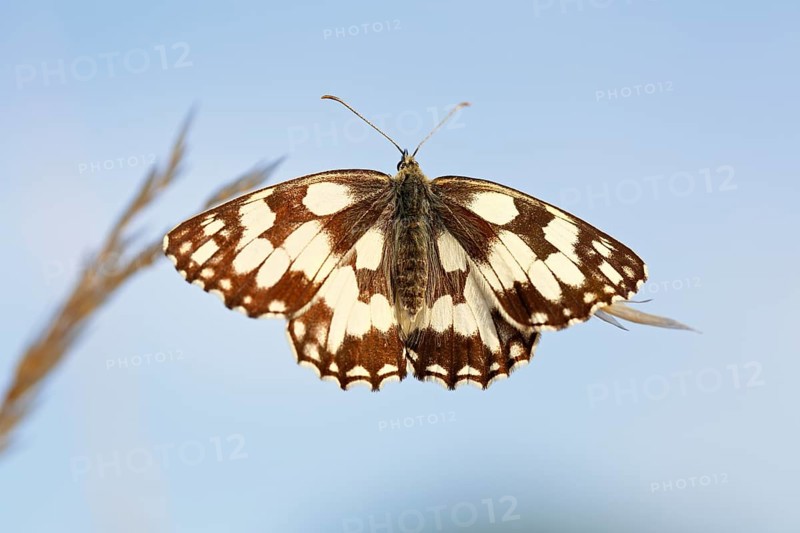 Marbled white (Melanargia galathea) warming up from the nocturnal torpor shortly in front of departure in the morning, Middle Elbe Biosphere Reserve, Saxony-Anhalt, Germany, Europe