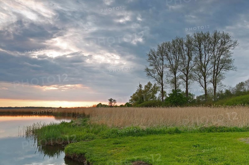 Gallery of poplar trees on the Trebel River, reed stand on the bank, Peene Valley River Landscape nature park Park, Mecklenburg-Western Pomerania, Germany, Europe