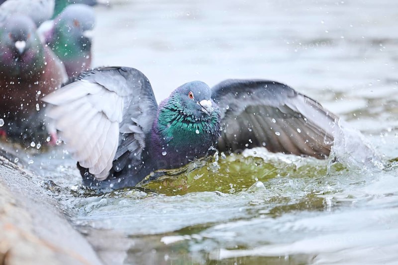 Feral pigeons (Columba livia domestica) taking a bath in the water at the shore of a little pont, Bavaria, Germany Europe