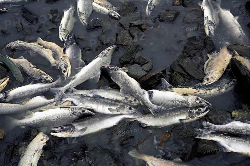 Pink salmons (Oncorhynchus gorbuscha) lying dead on the river bank after spawning, Prince William Sound, Alaska, USA, North America