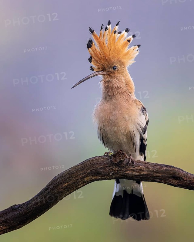 Hoopoe (Upupa epops) courting adult bird in its own territory, male, Bird of the Year 2022, erected bonnet, Middle Elbe Biosphere Reserve, Saxony-Anhalt, Germany, Europe