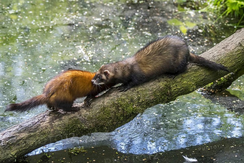 Two European polecats (Mustela putorius) male and female crossing water of pond, stream over fallen tree