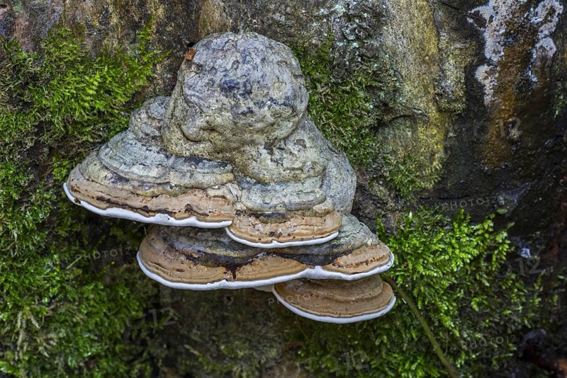 Artist's bracket, artist's conk, bear bread (Ganoderma applanatum) (Ganoderma lipsiense) on tree trunk