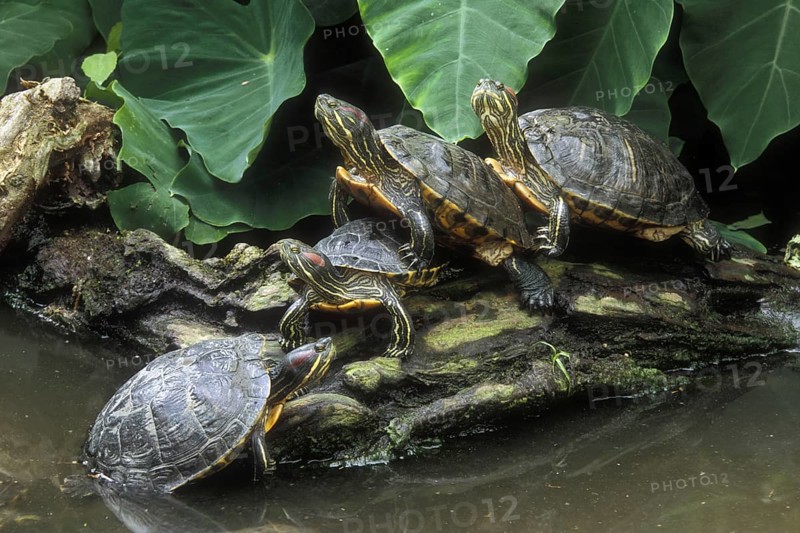 Red-eared sliders (Trachemys scripta elegans), red-eared terrapins (Pseudemys scripta elegans) (Emys elegans) group resting on log in lake, native to southern United States