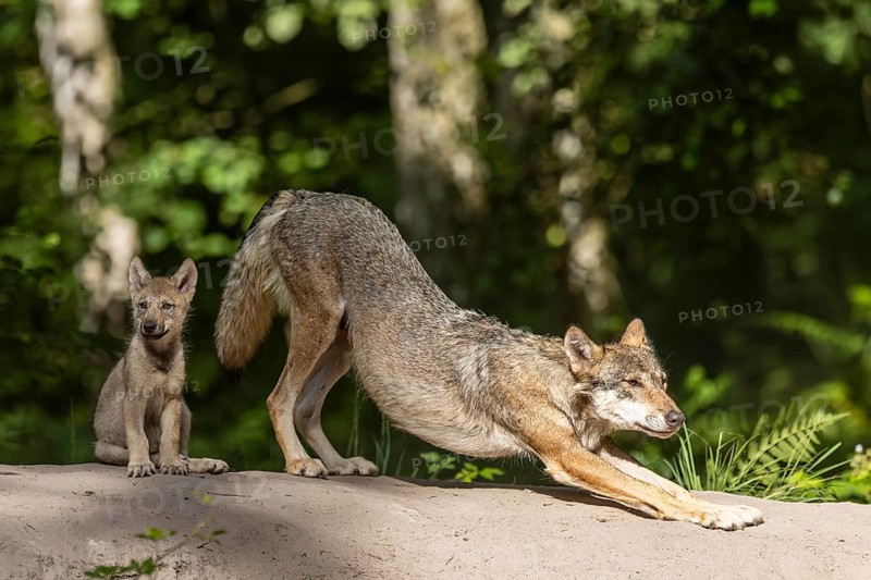 European gray wolf (Canis lupus) alpha wolf with pup, Germany, Europe