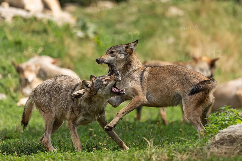 Algonquin wolf (Canis lupus lycaon), wolf, American wolf, ranking, pack, Germany, Europe