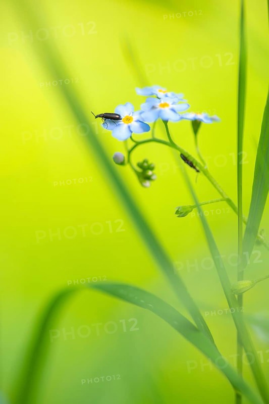 Close-up, swamp forget-me-not (Myosotis scorpioides), dark fly beetle (Cantharis obscura), sitting on a leaf, Deister, Calenberger Bergland, Schaumburg, Hameln-Pyrmont, Hannover region, Germany, Europe