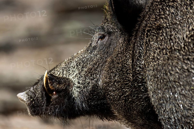 Wild boar (Sus scrofa) Boar, animal portrait, Germany, Europe