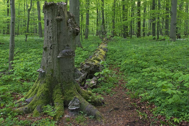 Dead beech tree trunk infected with false tinder fungus, hoof fungus, tinder conk, Hainich National Park, Thuringia, Thüringen, Germany, Europe