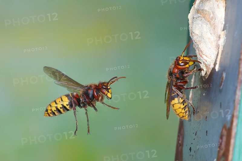 European hornets (Vespa crabro) approaching the nest in a bird nest box, in flight, highspeed nature photo, insects, Siegerland, North Rhine-Westphalia, Germany, Europe