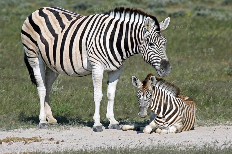 Burchell's zebra (Equus quagga burchellii) with foal, Etosha National Park, Namibia, South Africa, Africa