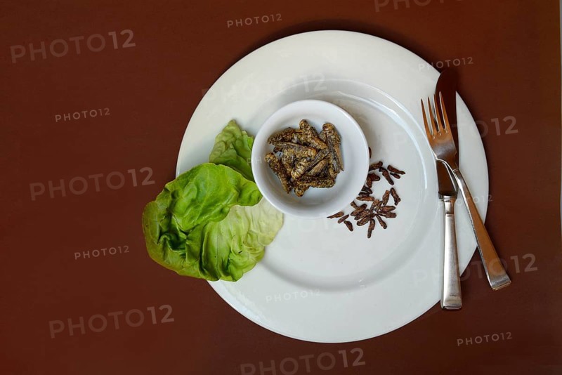 Spiced crickets and grasshoppers as snack on plate, insect snack