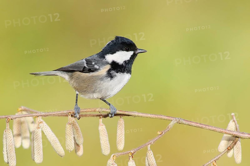 Coal tit (Periparus ater) wildlife, sitting on a branch of the common hazel (Corylus avellana), animals, birds, Siegerland, North Rhine-Westphalia, Germany, Europe