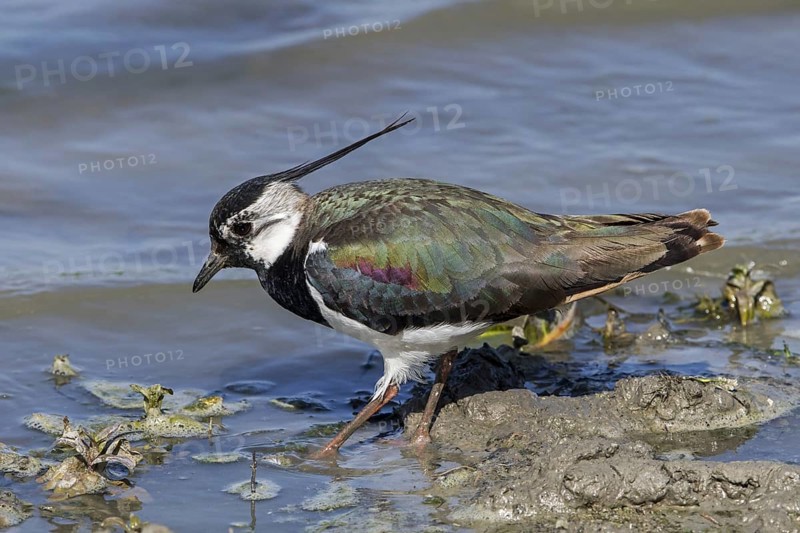 Northern lapwing (Vanellus vanellus) foraging along muddy pond bank in spring