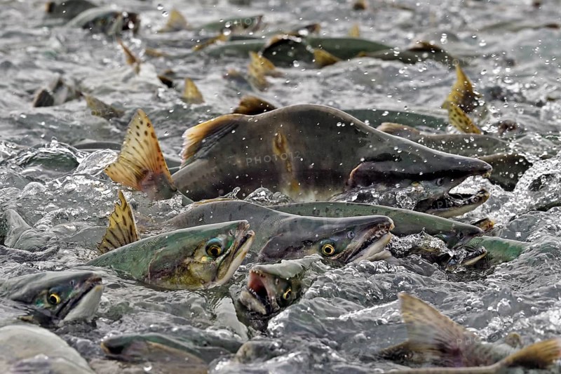 Pink salmons (Oncorhynchus gorbuscha) swim densely packed upstream on their way to spawning grounds, Prince William Sound, Alaska, USA, North America