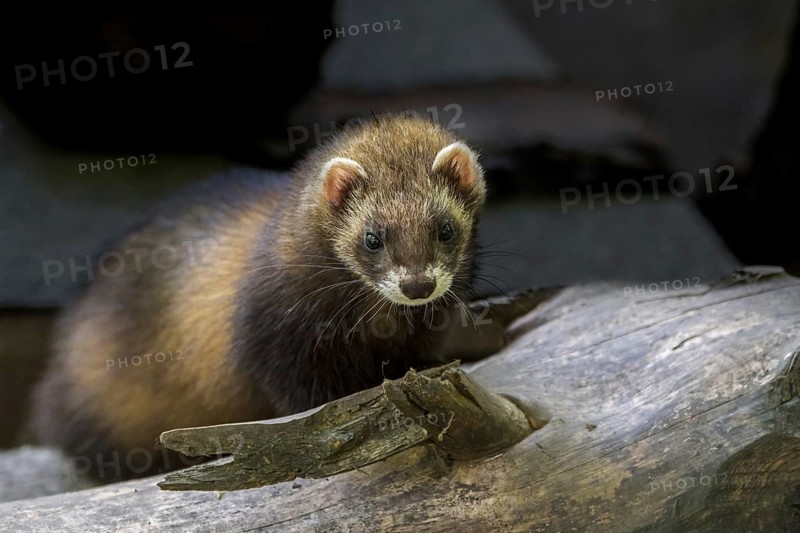 European polecat (Mustela putorius) foraging on firewood pile in garden of house