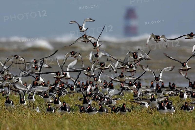 Eurasian oystercatcher (Haematopus ostralegus), resting flock landing in the salt marsh, migration season, bird migration, Lower Saxon Wadden Sea National Park, East Frisian Islands, Lower Saxony, Germany, Europe