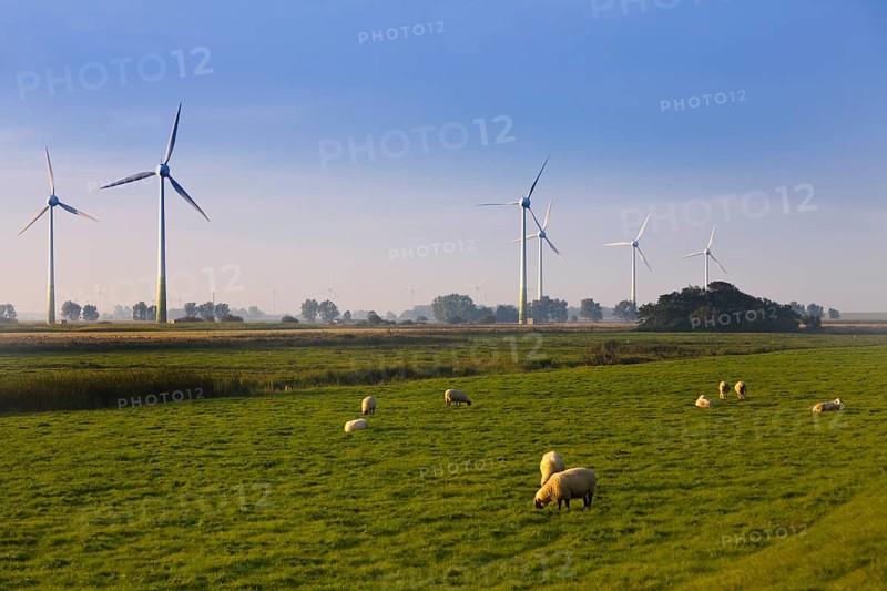 Sheep in the marshland with wind turbines, Pilsum, Krummhörn, East Frisia, Lower Saxony, North Sea, Germany, Europe