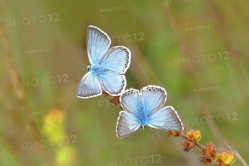 Chalkhill blues (Lysandra coridon) Other animals, Insects, Butterflies, Animals, Bad Neustadt an der Saale, Bavarian Rhön nature park Park, Bavaria, Germany, Europe