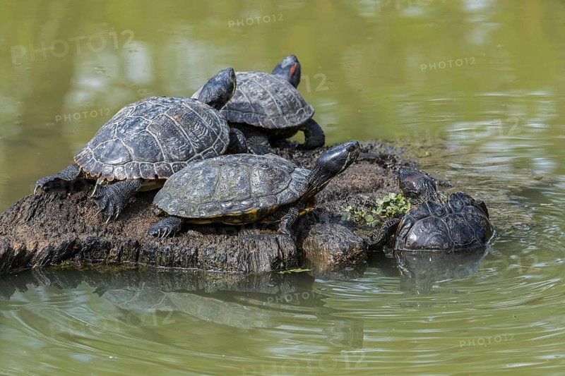 Red-eared terrapins (Trachemys scripta elegans) and yellow-bellied sliders basking in the sun on tree trunk in pond, invasive turtle species in Europe