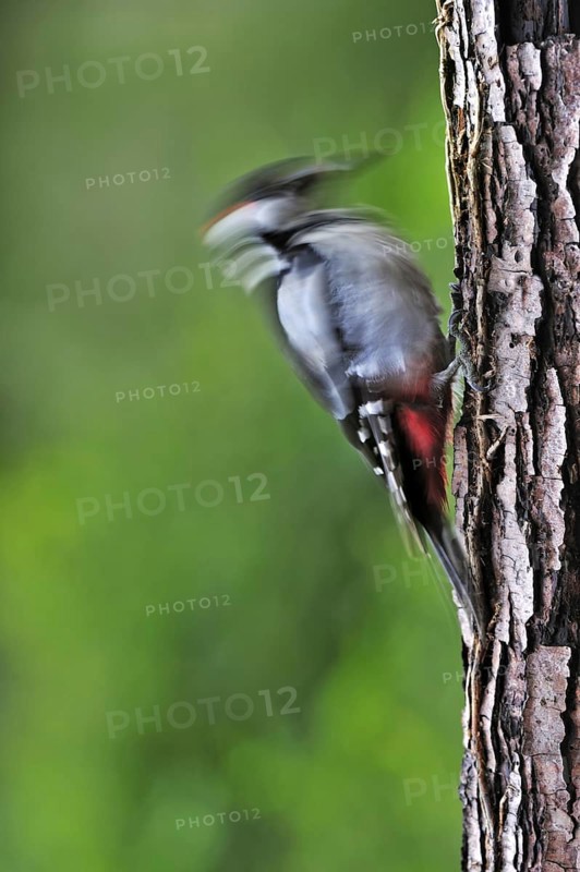 Great Spotted Woodpecker (Dendrocopos major), Greater Spotted Woodpecker male drumming on tree trunk in forest, Belgium, Europe