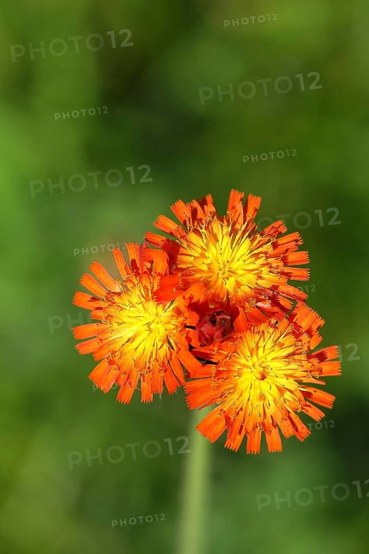 Fox-and-cubs (Hieracium aurantiacum), several flowers on a stem in a rough meadow, Wilnsdorf, North Rhine-Westphalia, Germany, Europe