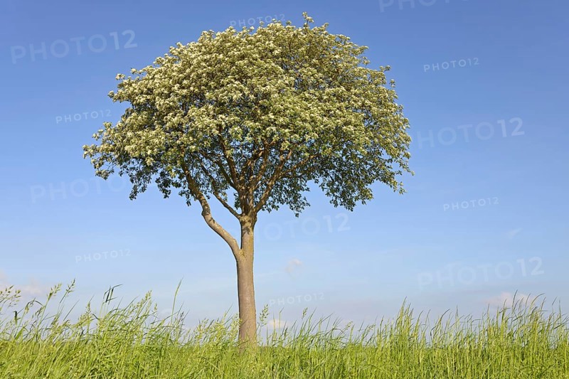 Deciduous tree, rowan (Sorbus aria), solitary tree in bloom, blue sky, North Rhine-Westphalia, Germany, Europe