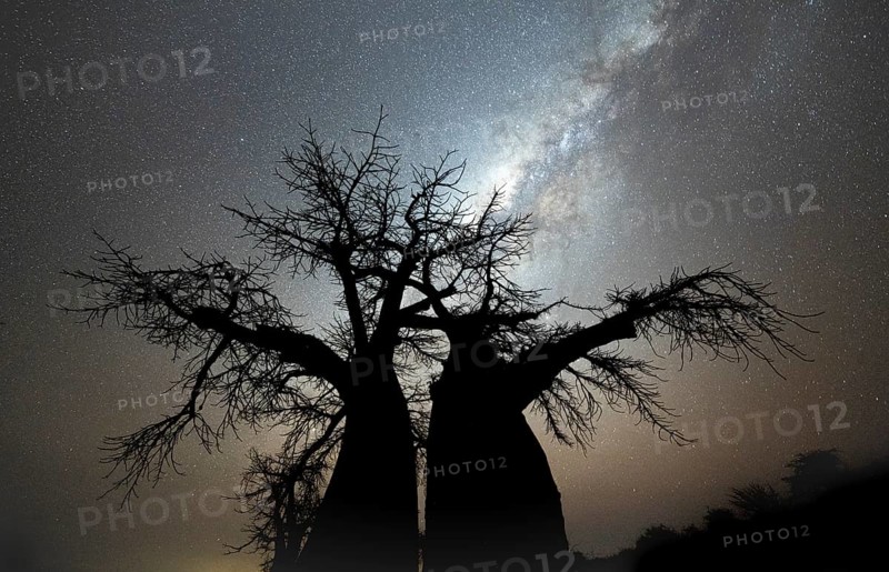 Silhouette of a baobab tree with starry sky and Milky Way, african baobab (Adansonia digitata), night shot, Kubu Island, Makgadikgadi salt pan, Botswana, Africa