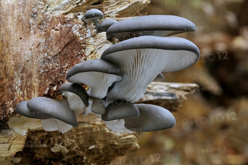 Oyster mushroom (Pleurotus ostreatus), Oyster bracket fungus growing on tree trunk in forest