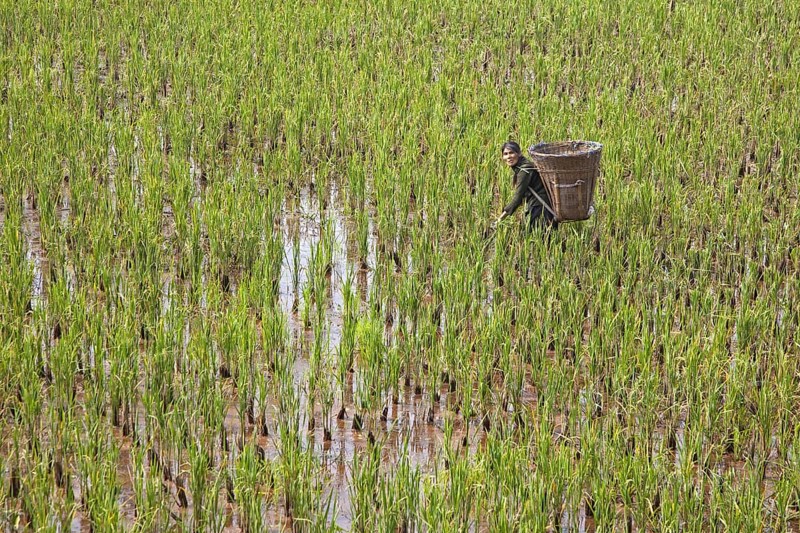 Tibetan woman working in rice paddy field with large basket on her back in the lowlands of the Sichuan province, China, Asia