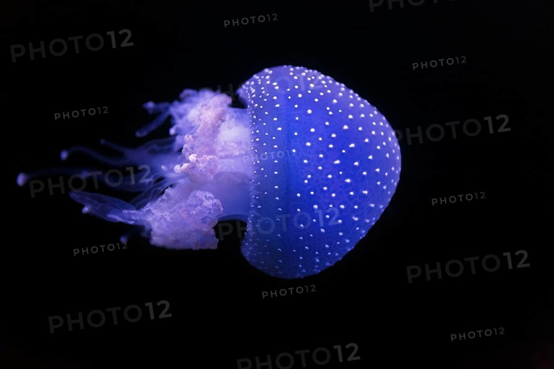 Australian spotted jellyfish (Phyllorhiza punctata) in the Aquarium, Oceanario de Lisboa, Marine Museum, Lisbon, Portugal, Europe