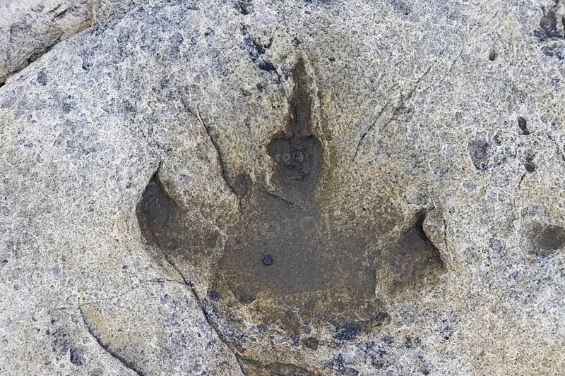 Ornithopod footprint in sandstone at the Lower Cretaceous dinosaur tracksite at Boltodden, Kvalvagen, Svalbard, Spitsbergen, Norway, Europe