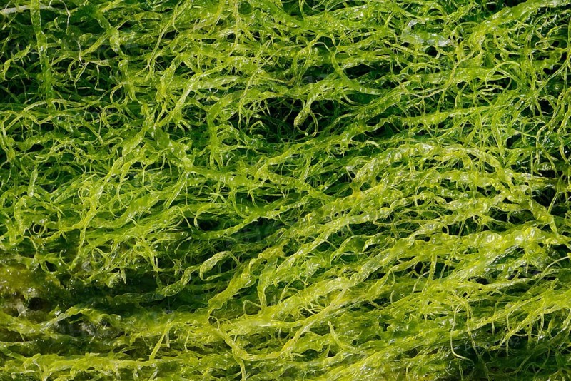 Intestinal kelp (Enteromorpha), Brittany, France, Europe