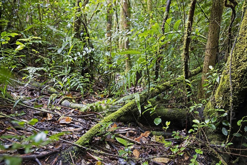 Lush vegetation in tropical rainforest of the Ranomafana National Park, Haute Matsiatra, Madagascar, Southeast Africa, Africa
