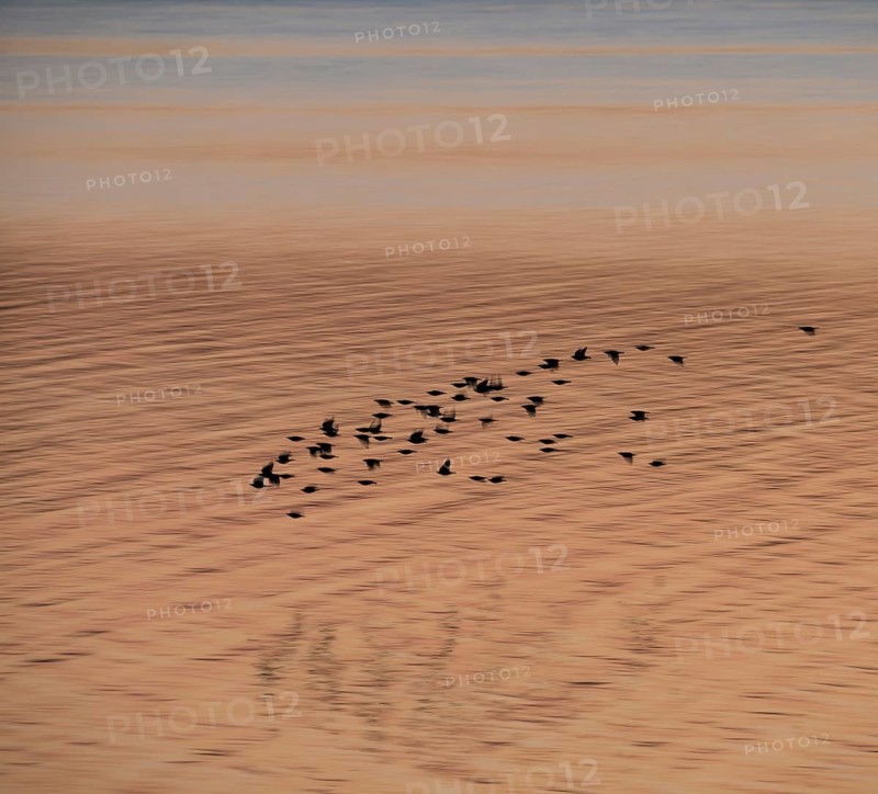 A flock of starlings or common starlings (Sturnus vulgaris) flies low over the water of the Schlei at sunset, reflecting the orange-coloured evening sky, motion blur, wiping effect, summer, Schlei, Schleswig-Holstein, Germany, Europe