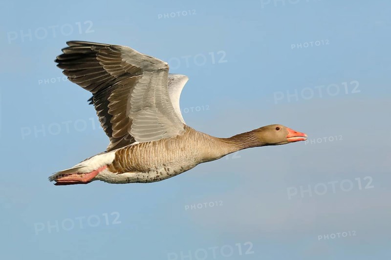 Greylag goose (Anser anser), in flight, Gunzenhausen, Altmühlsee, Franconian Lake District, Franconia, Bavaria, Germany, Europe
