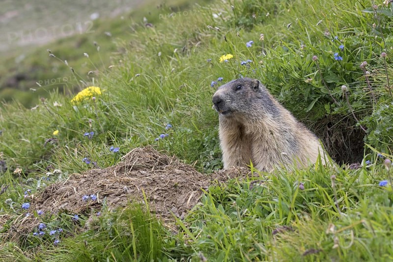 Alpine marmot (Marmota marmota) sitting in entrance of freshly dug out burrow in summer