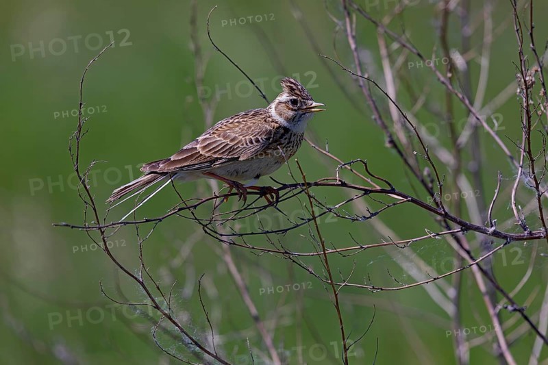 Eurasian skylark (Alauda arvensis) sitting on branch, Tempelhofer Feld, Berlin, Germany, Europe