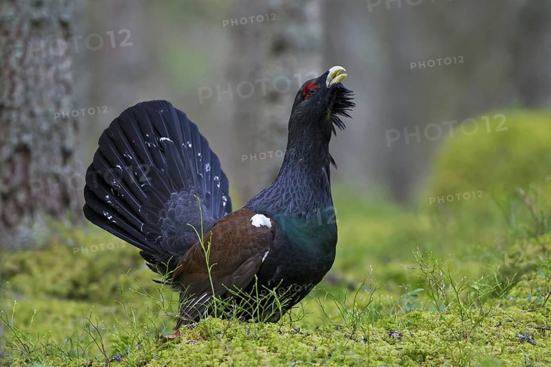 Western Capercaillie (Tetrao urogallus), Wood Grouse, Heather Cock calling during courtship display in forest in spring