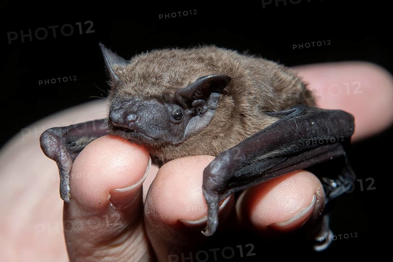 Common nightjar (Nyctalus Abendsegler) juvenile in human hands, Brandenburg, Germany, Europe