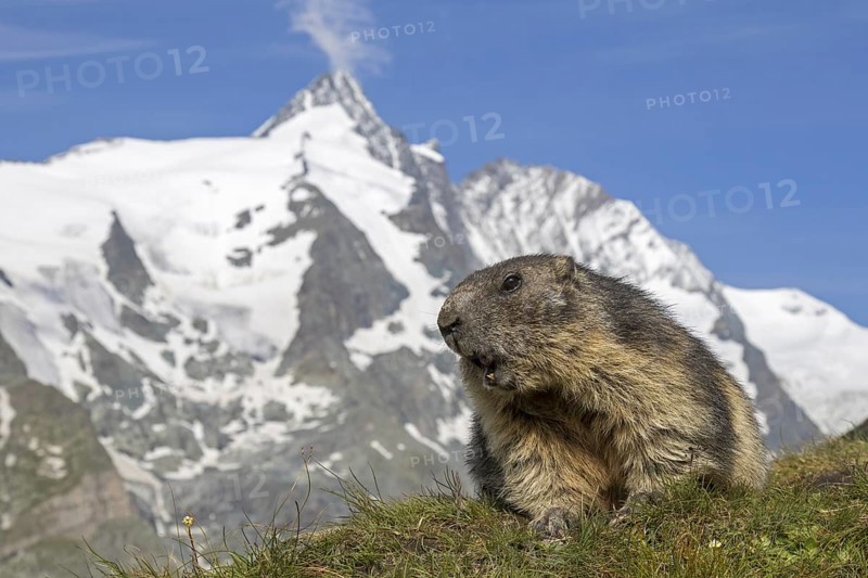 Alpine marmot (Marmota marmota) calling in front of the snow covered mountain Grossglockner, Hohe Tauern National Park, Carinthia, Austria, Europe