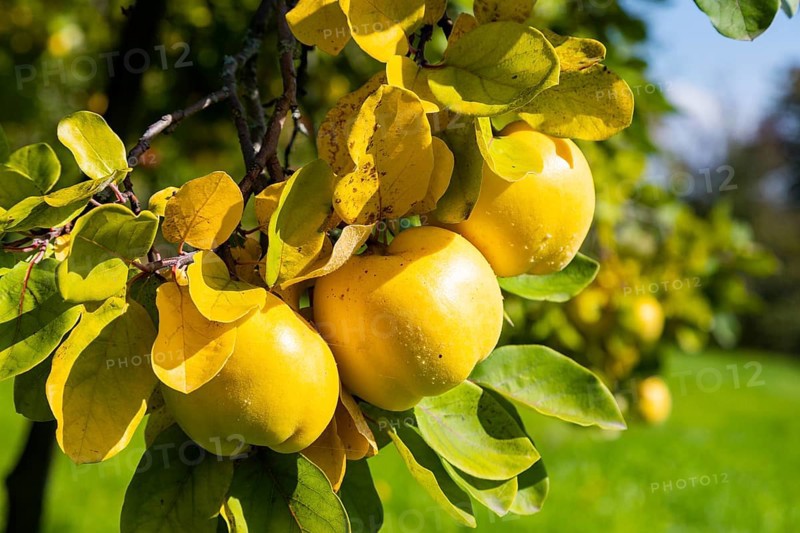The quince is the only plant species of the genus Cydonia and belongs to the sub-tribe of the pome fruit family within the rose family. It is cultivated as a fruit tree. It can be processed into juice or jam