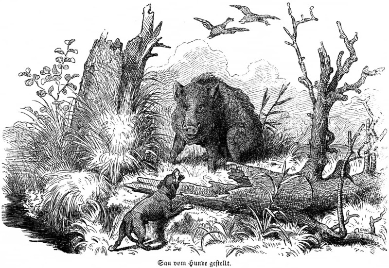 Sow put by dog, wild sow, birds, barking, trees, Hubertus hunt, hunting scenes, wild animals, nature, historical illustration about 1860