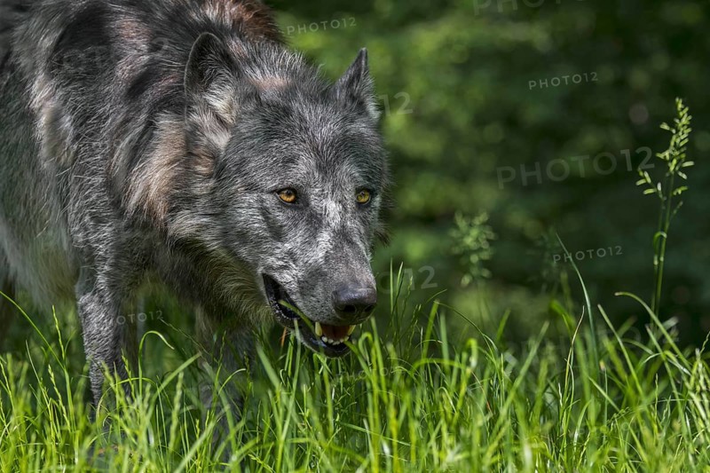 Black Northwestern wolf, Mackenzie Valley wolf (Canis lupus occidentalis), Alaskan timber wolf, Canadian timber wolf stalking prey in forest