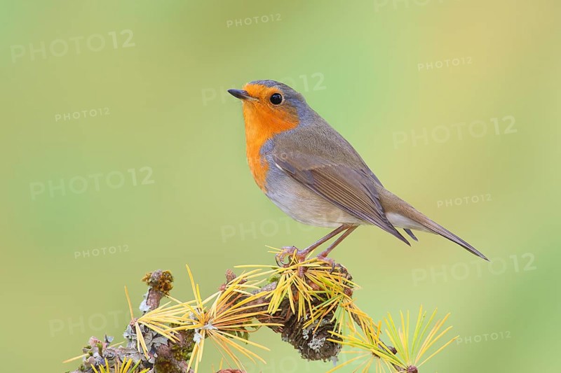 European robin (Erithacus rubecula) wildlife, sitting on larch branch in autumn, animals, birds, North Rhine-Westphalia, Germany, Europe