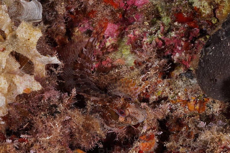Well camouflaged tompot blenny (Parablennius gattorugine) in the Mediterranean Sea near Hyères. Dive site Giens Peninsula, Côte dAzur, France, Europe