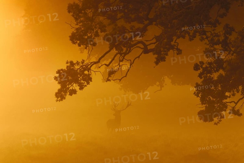 Red deer (Cervus elaphus) stag silhouette with large antlers under oak tree in thick early morning mist in meadow at dawn during the rut in autumn
